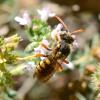 Nomada sexfasciata